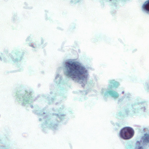 Phominis_BAM8.jpg Figure C