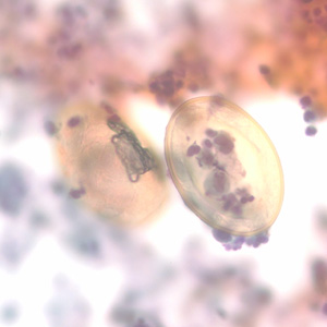 P_kellicottii_BAL400x_Prokop.jpg