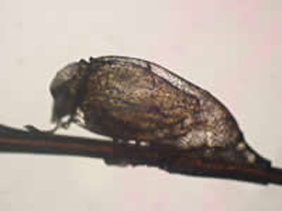 P_h_capitis_nit_SJ1.jpg