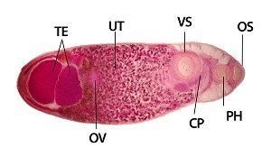 Adult_stain_A Philophthalmiasis image