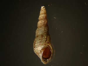 Snail_B Philophthalmiasis image