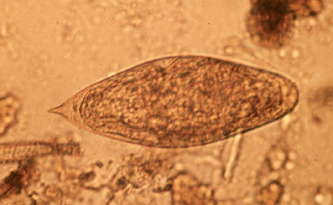 S_intercalatum_2X2a.jpg