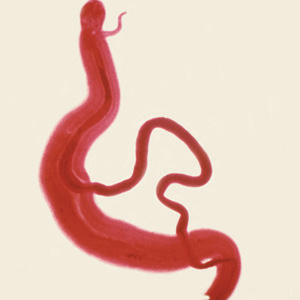 S_mansoni_adult_Lammie1.jpg