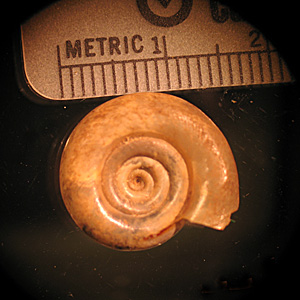 Biomphalaria1.jpg