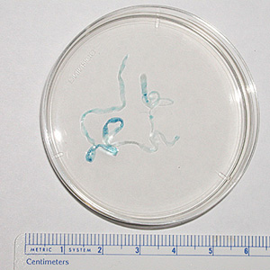 Sparganum_OK_A.jpg