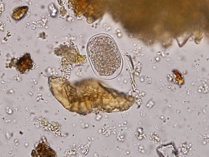 SfB Figure C
