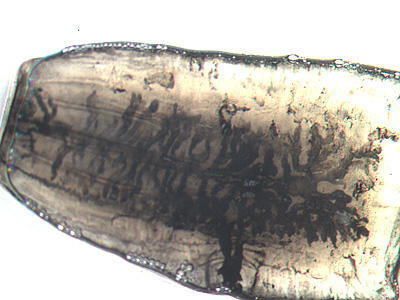 T_saginata_OrangeCo.jpg