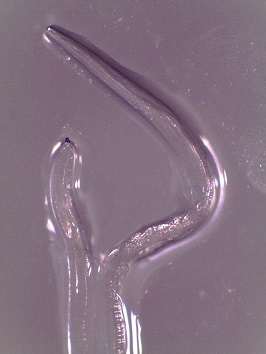 Figure b thelaziasis image