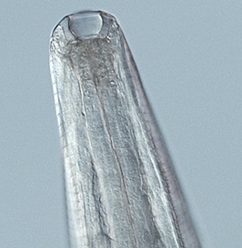FigureC thelaziasis image