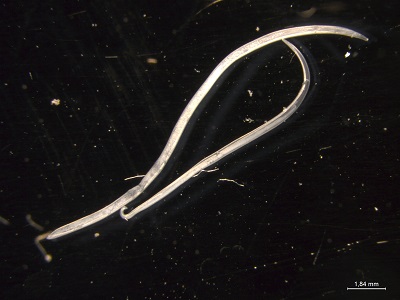 Tcallipaeda_A Figure A