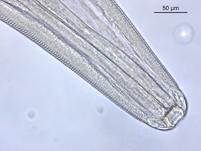 Tcallipaeda_B Figure B: Anterior of Thelazia callipaeda showing wide, moderate depth, buccal cavity and prominent tightly spaced cuticular striations.