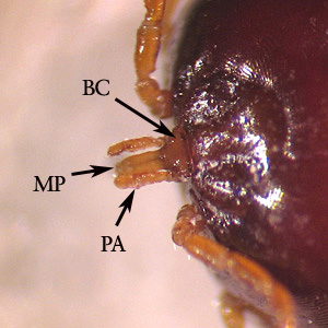 A_americanum_MT1.jpg