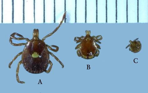 A_americanum_OcciA.jpg