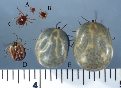A_americanum_engorged_Occi.jpg