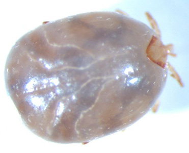 Amblyomma_dorsal_WAPHL.jpg