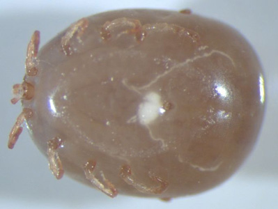 Amblyomma_ventral_WAPHL.jpg