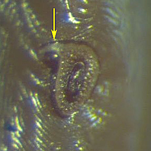 D_andersoni_SP3_WAPHL.jpg