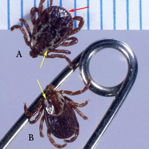 D_variabilis_OcciA.jpg
