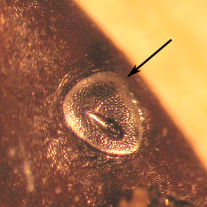 D_variabilis_SP_BAM_web.jpg