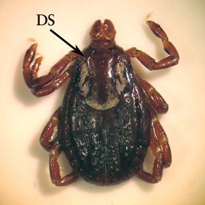 D_variabilis_female_BAM.jpg