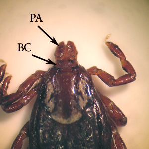D_variabilis_shield_BAM.jpg
