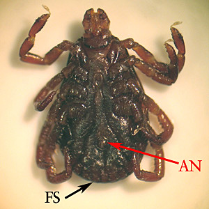 D_variabilis_underside_BAM.jpg