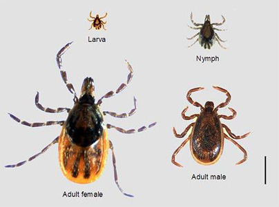 I_scapularis_Dolan1.jpg