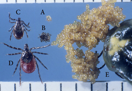 I_scapularis_all_Occi.jpg