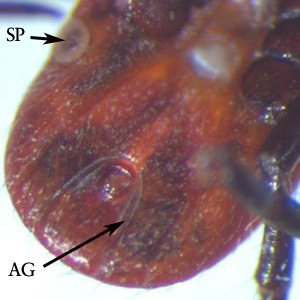 Ixodes_anal_groove_WAPHL.jpg