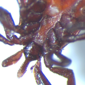 Ixodes_head_ventral_WAPHL.jpg