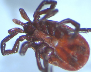 Ixodes_ventral_WAPHL.jpg