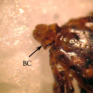 R_sanguineus_BC_BAM.jpg