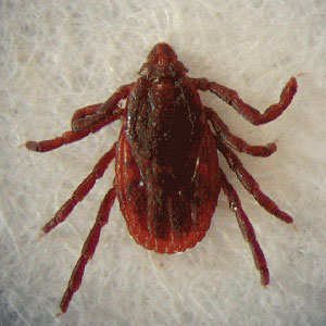 R_sanguineus_CDC1.jpg