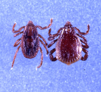 R_sanguineus_Occi.jpg