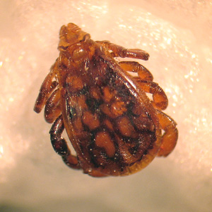 R_sanguineus_dorsal_BAM.jpg