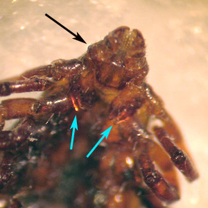 R_sanguineus_ventral_BAM.jpg