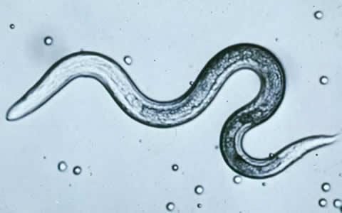 Toxocara_larva.jpg