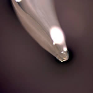 Toxocara_worm2_anterior.jpg