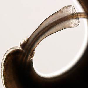 T_trichiura_adult_HB3.jpg