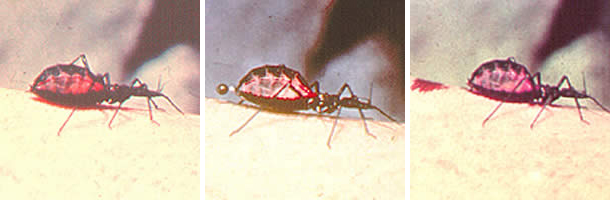 Tcruzi_triatomid_bite.jpg