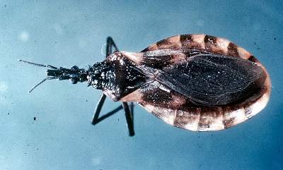 Triatomine_B Triatomine bug