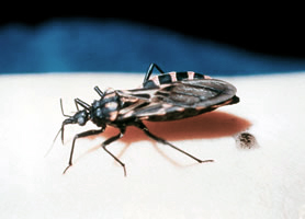 chagas_bug2.jpg
