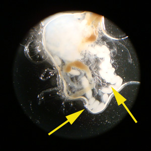 Tunga_eggs_Spectrum_A.jpg