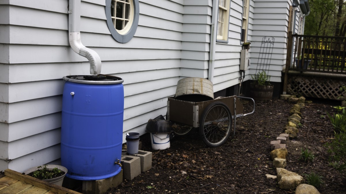 Rain barrel Outside of a house showing a downspout feeding into a large rain barrel with a tap near the bottom