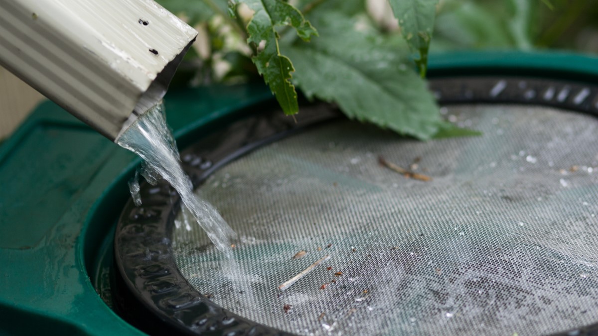 Rain barrel screen Water flowing out of a downspout into a container with a screened opening