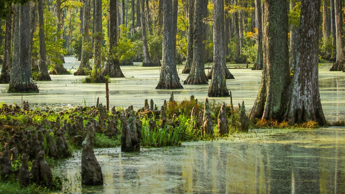 Southern cypress swamp Southern United States cypress swamp