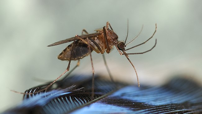 — title missing — Culiseta melanura mosquito on a feather