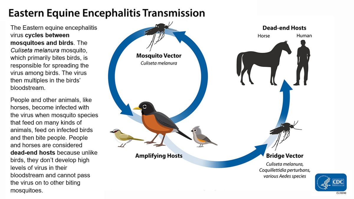 Image of eastern equine encephalitis virus transmission cycle. A Culiseta melanura mosquito and group of birds are shown on opposite sides of a circle with arrows connecting them to represent how eastern equine encephalitis virus cycles between mosquitoes and birds. Another arrow points from the birds to another mosquito and then to the figures of a horse and person. People and horses can become infected when a bridge vector, a mosquito species that feeds on many kinds of mammals and birds, then bites people or horses. People and horses are considered dead-end hosts because, unlike birds, they can't pass the virus on to other biting mosquitoes.