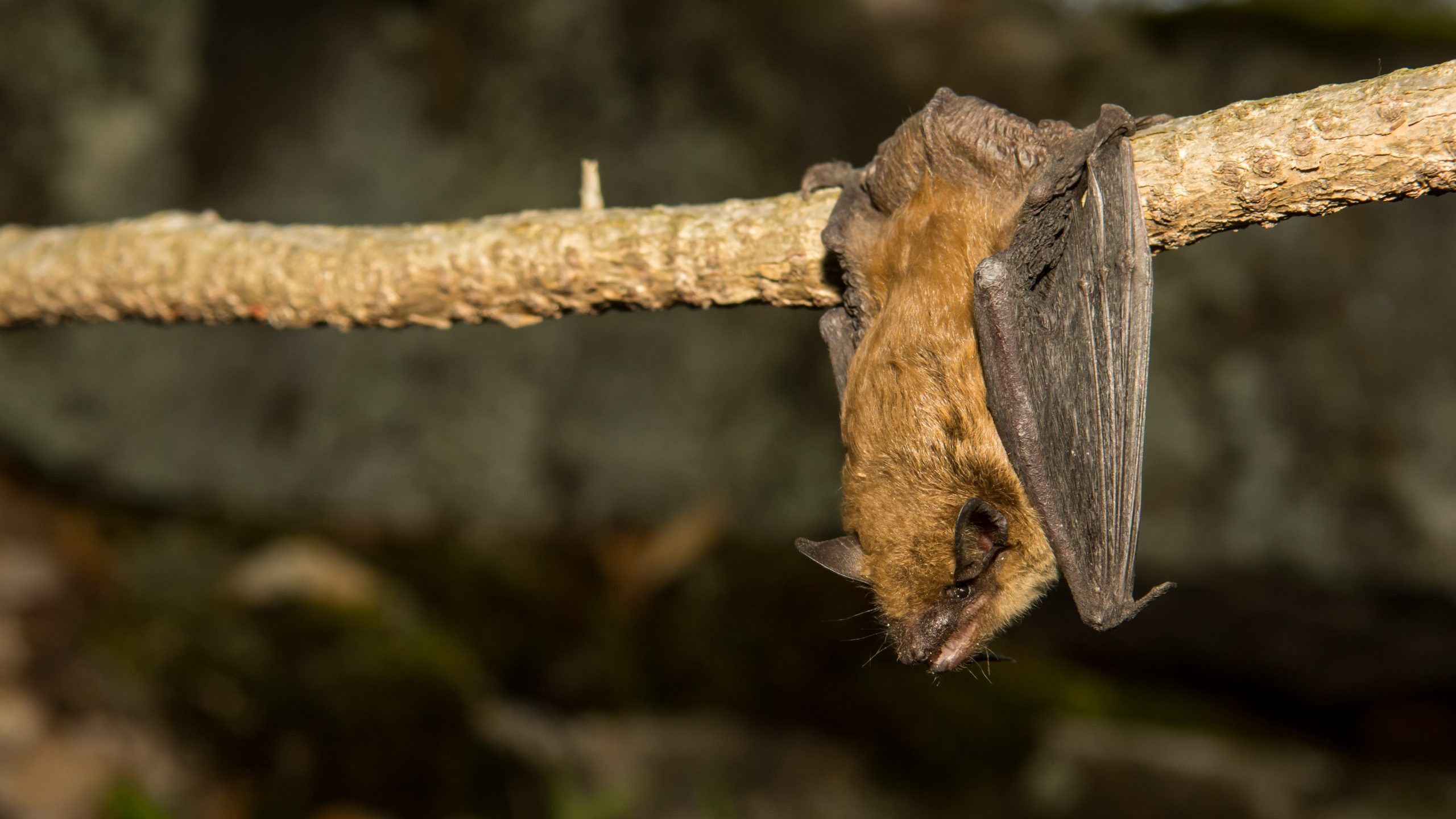 Brown Bat A Brown Bat hangs from a branch.