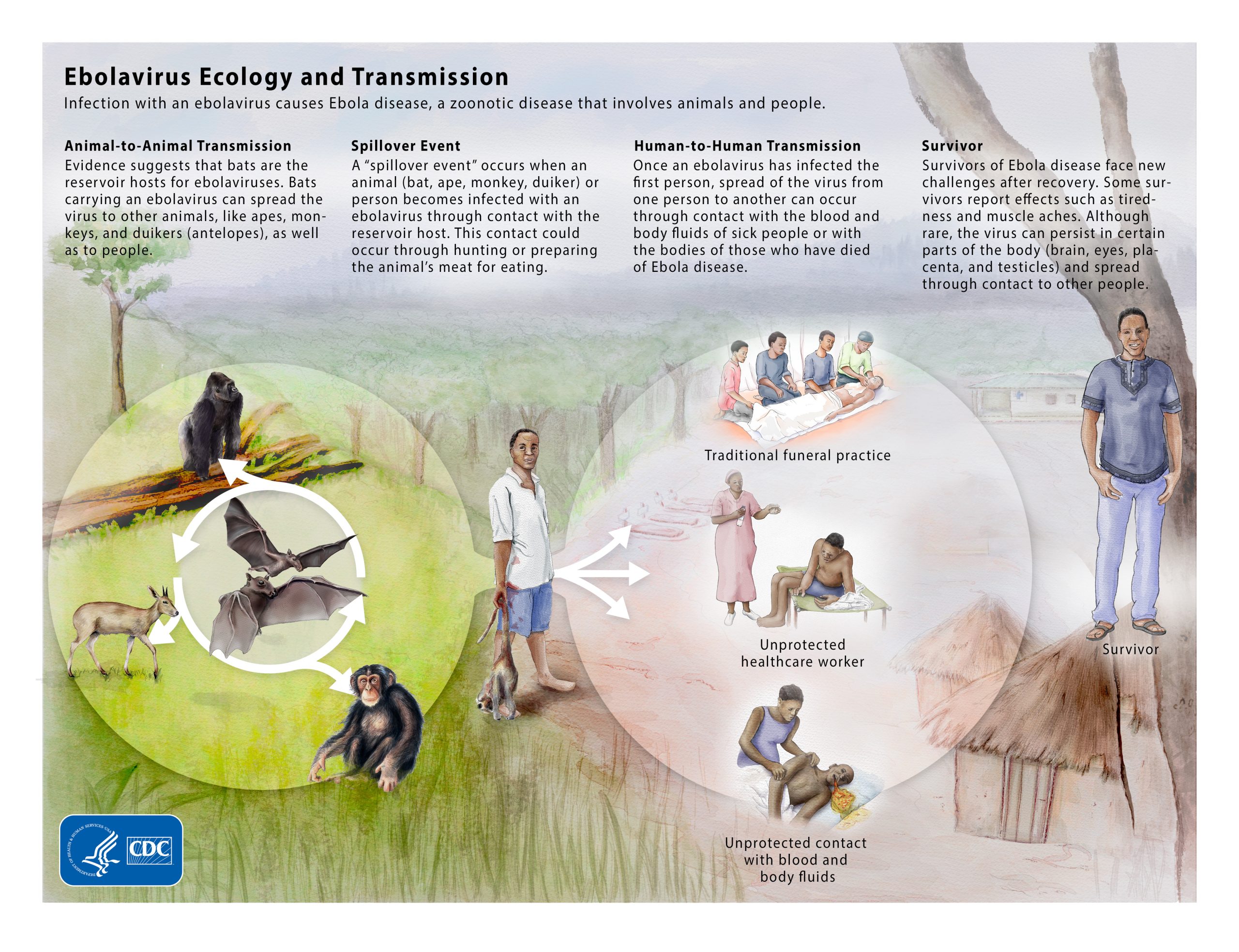 -- title missing -- An infographic shows how Ebola spreads.